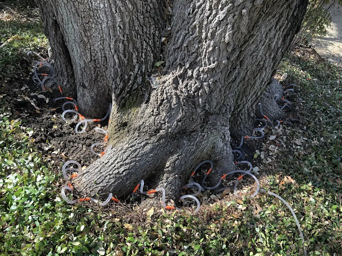 Detailed Tree Cabling and Bracing job site in Towanda